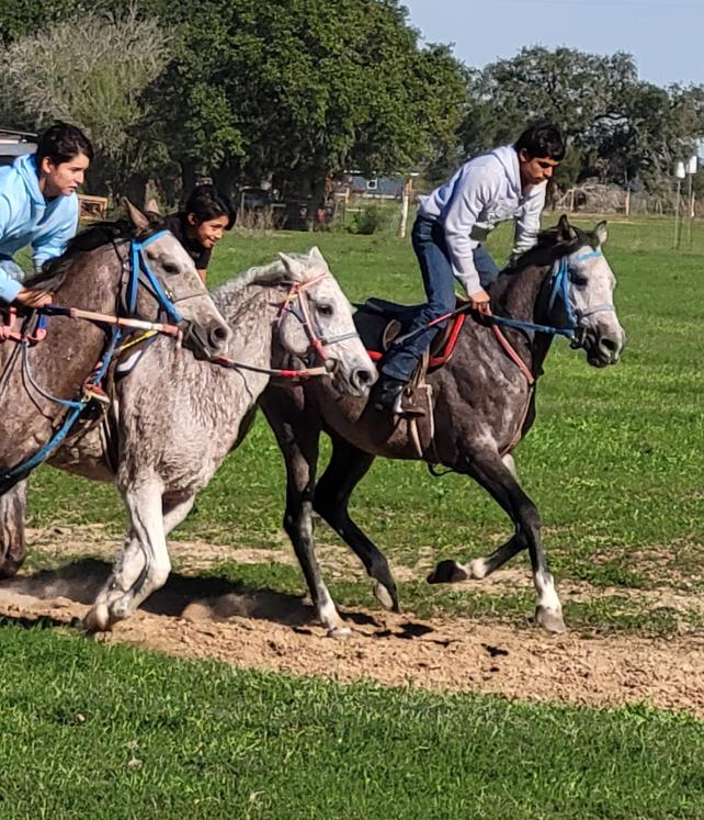 ARABIAN HORSES FOR SALE, SAN ANTONIO TEXAS AREA